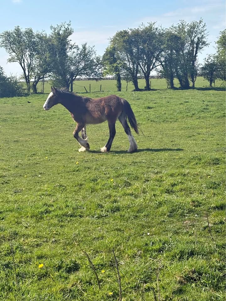 Land wanted for pony's