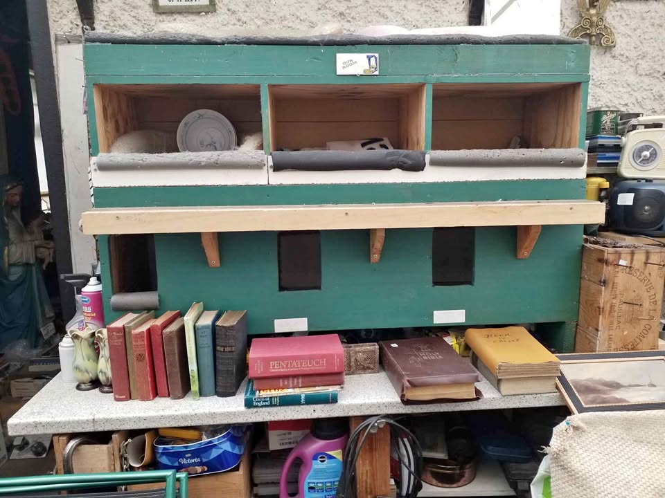 Cats accommodation.