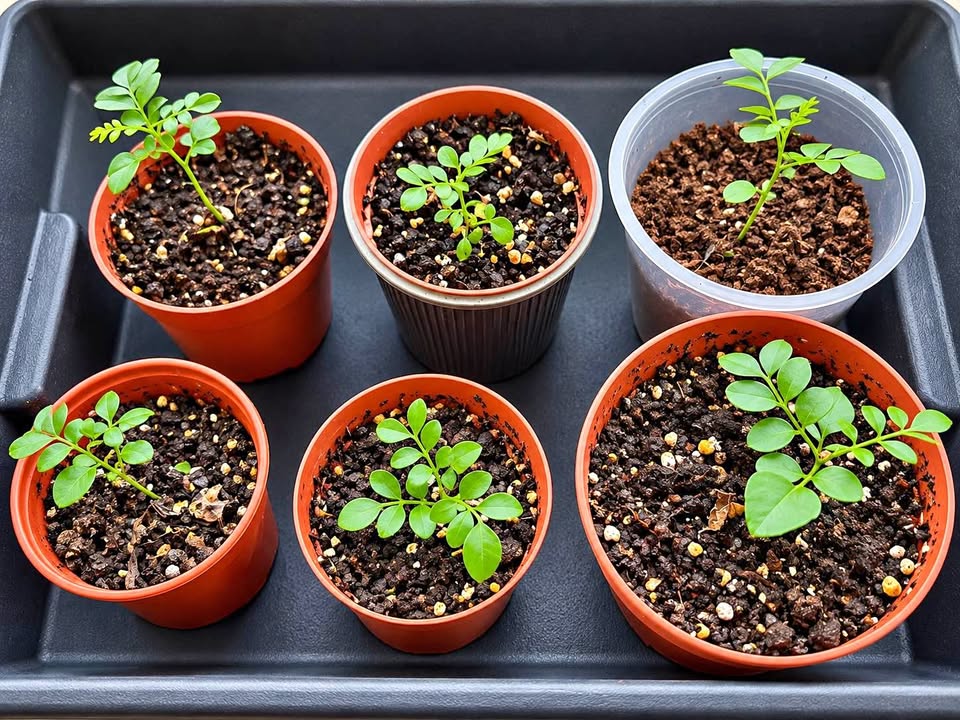 Curry Leaf Saplings for Sale – Home Grown